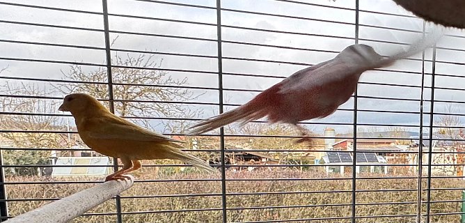 ...im Flug ... (Foto: Pia Wienrich)